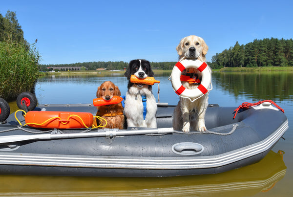 Essential Tips For Keeping Your Dog Safe on the Water